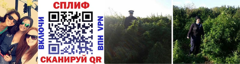 наркотики  Обоянь  Шишки марихуана Ganja 